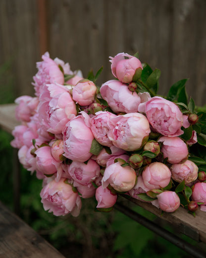 Bouquet of pink peonies on a wooden surface with a blurred natural background