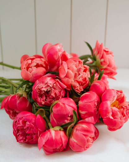 Bouquet of coral color peony flowers on a white surface with a light wooden background