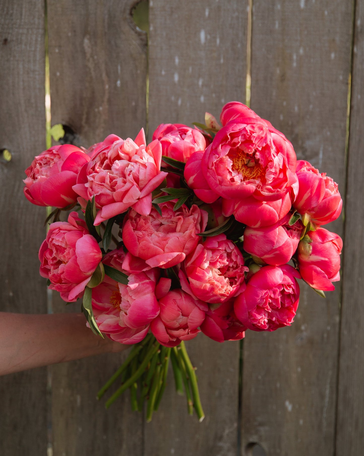Bouquet of pink coral color peony flowers held against a wooden fence
