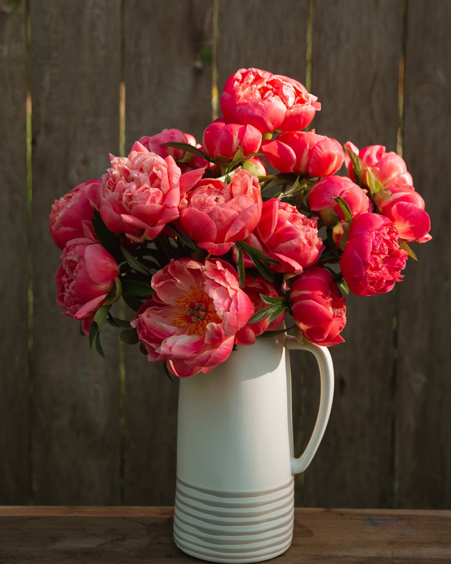 Bouquet of pink coral color peony flowers in a white vase against a wooden fence.
