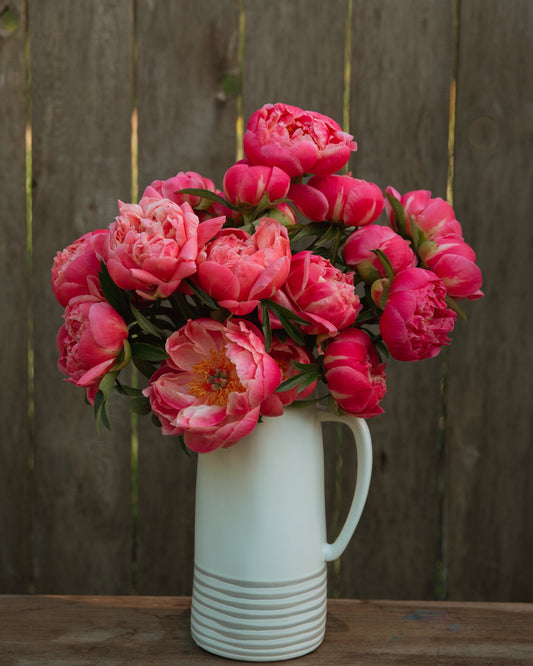 White pitcher filled with pink coral color peony flowers against a wooden fence background