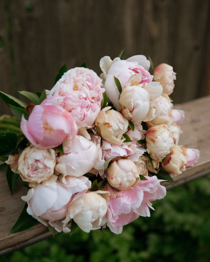 Peony - Petticoat Flounce