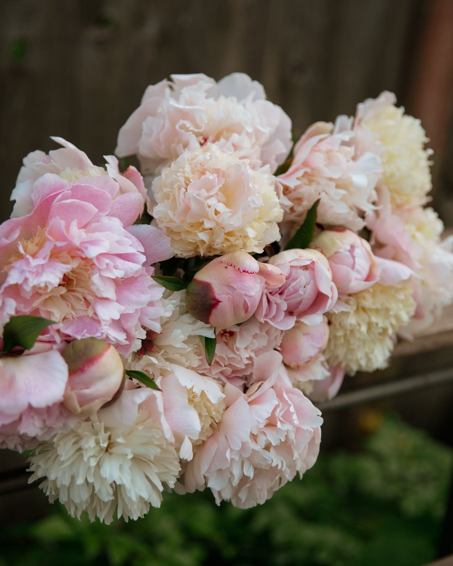 Bouquet of pink and white peony flowers with a blurred green background