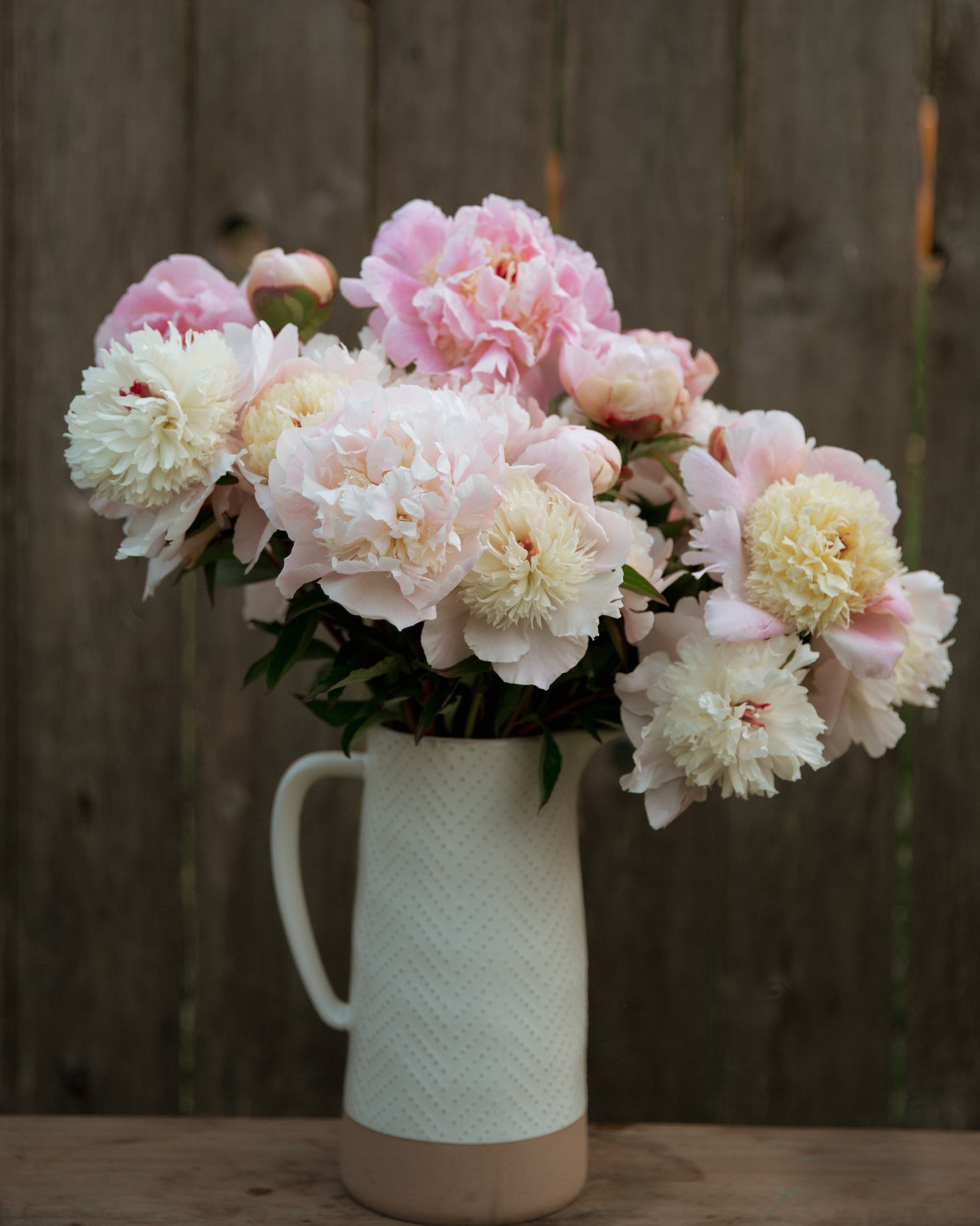 White pitcher with pink and white peony flowers against a wooden fence background