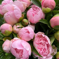 Bouquet of pink peonies with green leaves