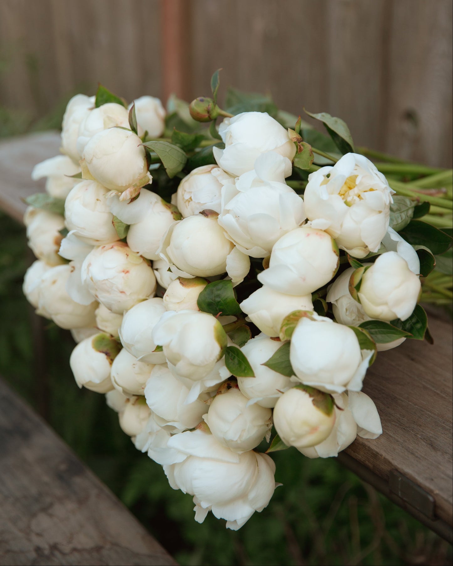 Bouquet of white peony flowers with green leaves on a wooden surface