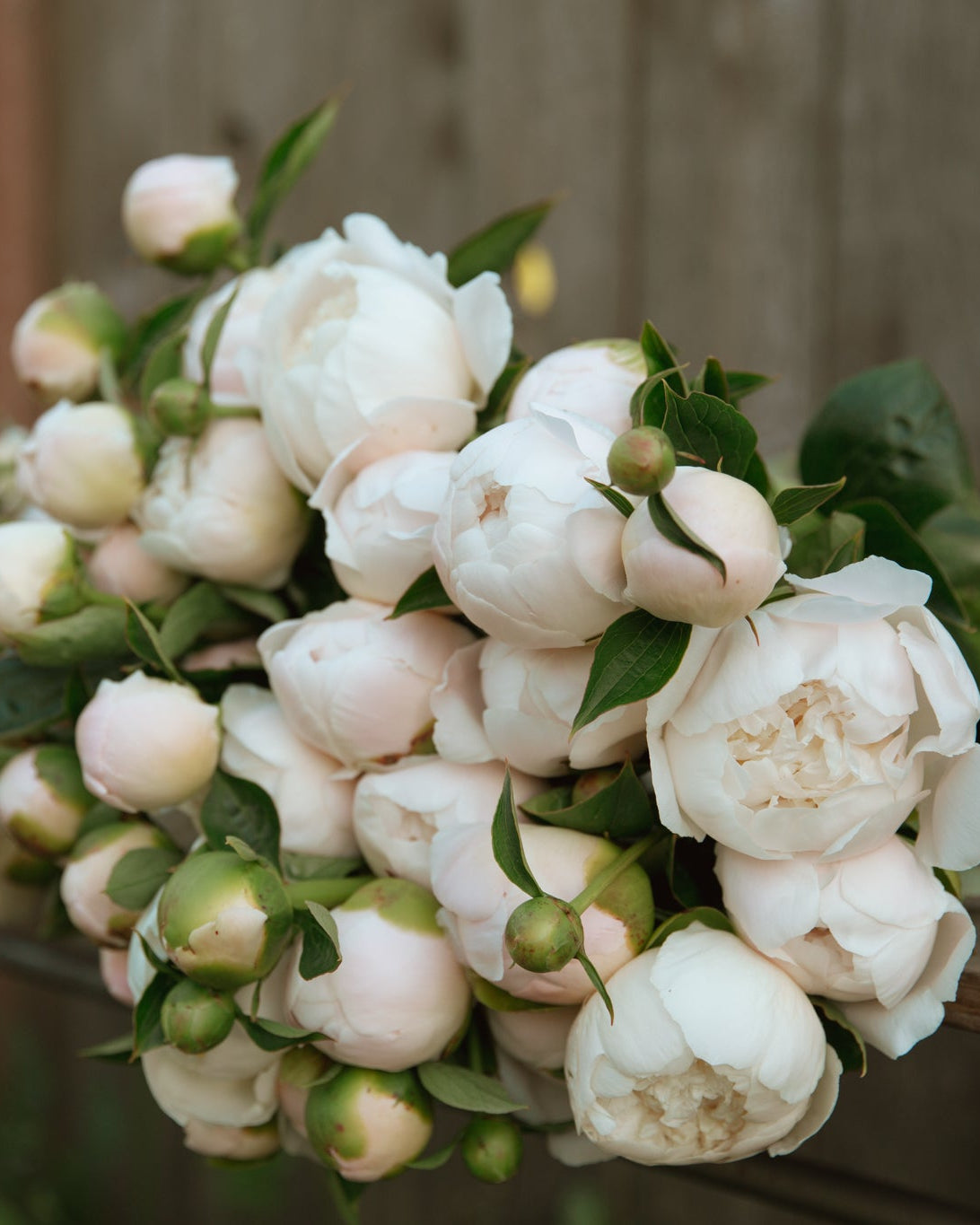 Bouquet of white and pink peony flowers with green leaves on a wooden surface