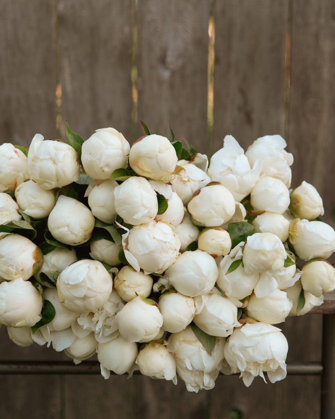 Bouquet of white peony flowers on a wooden surface with a wooden fence background