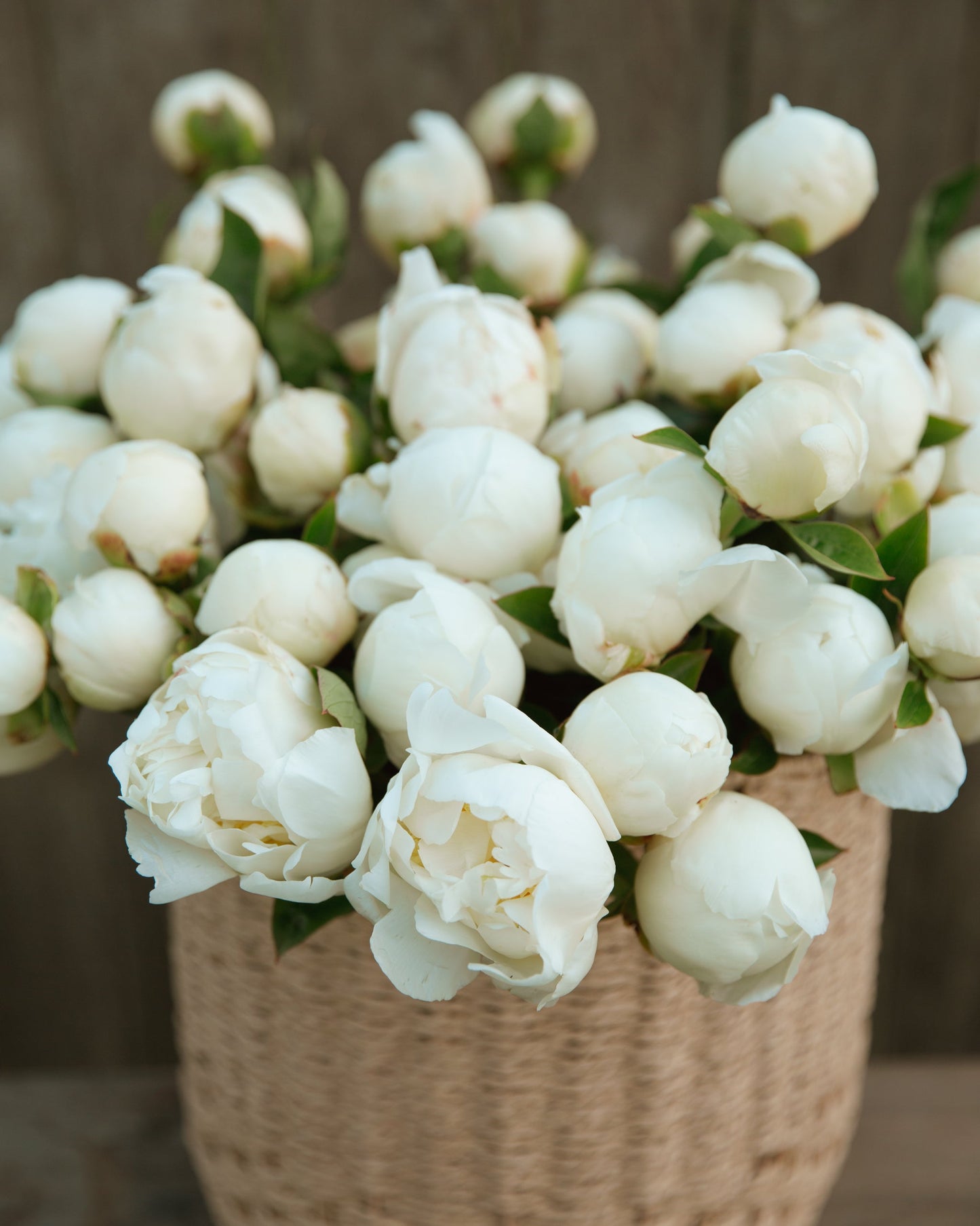 Bouquet of white peony flowers in a woven basket against a blurred background