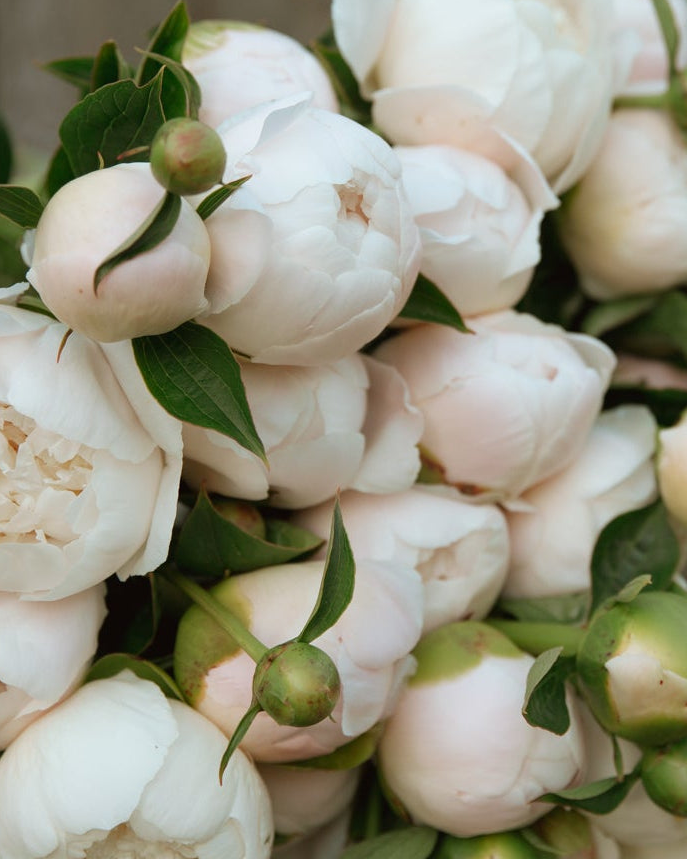 Close-up of a bouquet of white peony flowers with green leaves.