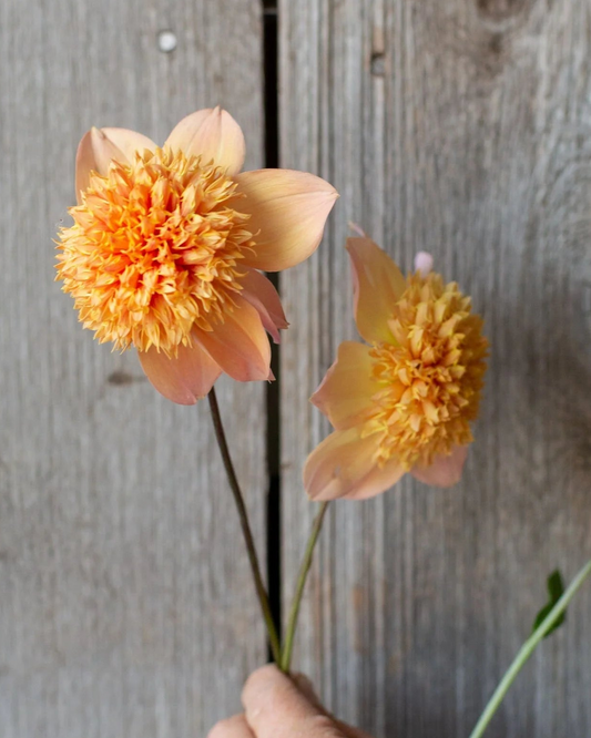 Hand holding two orange flowers against a wooden background