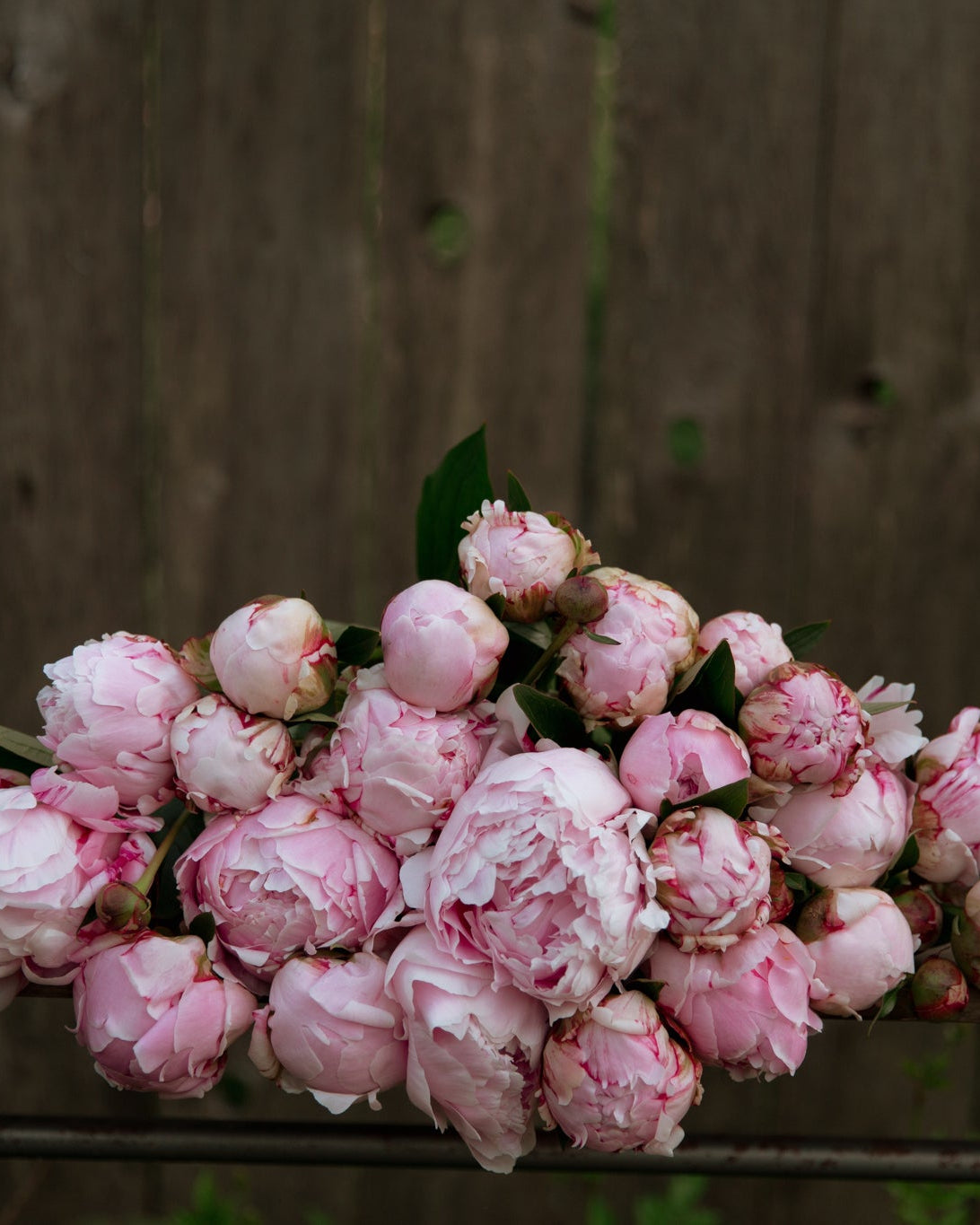 Bouquet of pink peonies flowers on a wooden surface with a wooden fence background