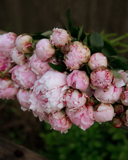 Close-up of pink peony flowers with a blurred background