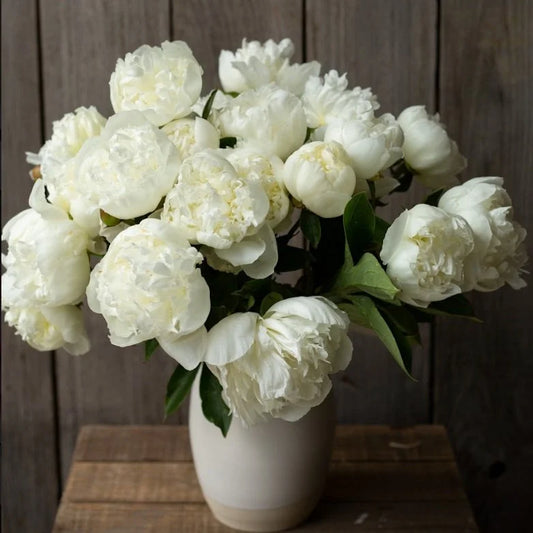 Peony - Duchesse de Nemours