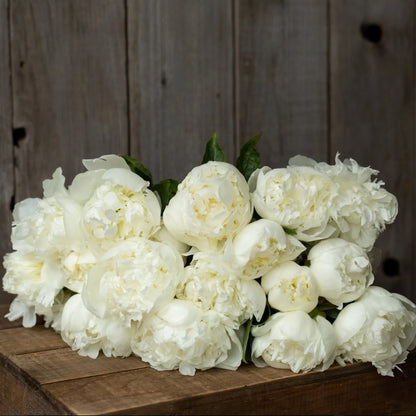 Peony - Duchesse de Nemours