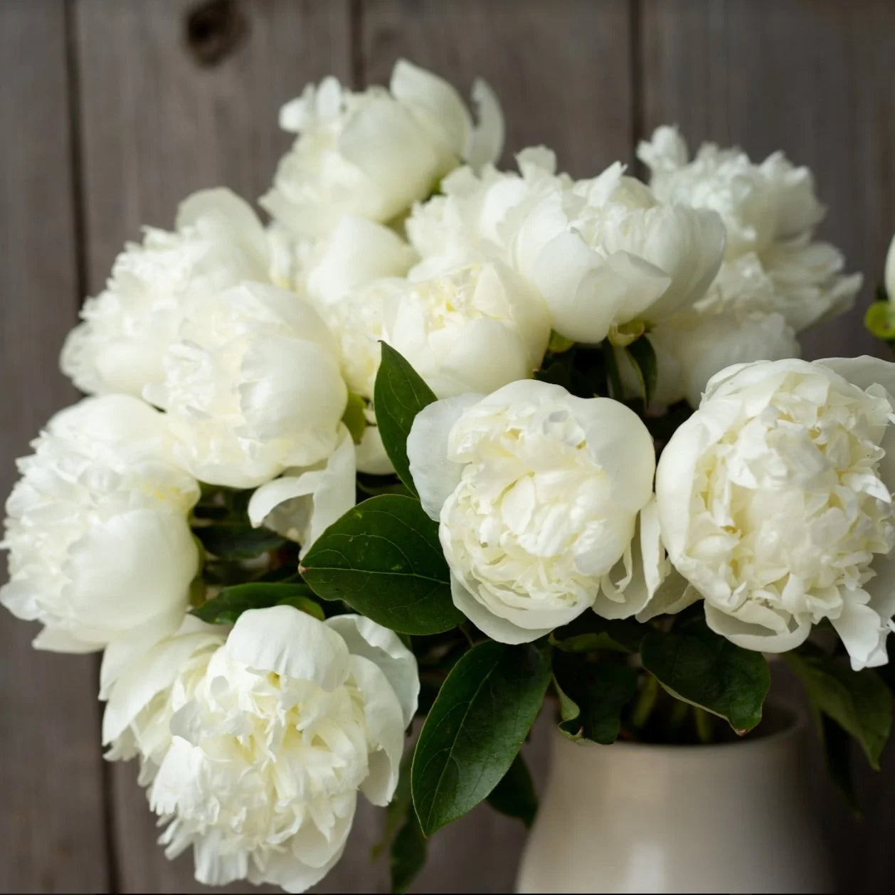 Peony - Duchesse de Nemours