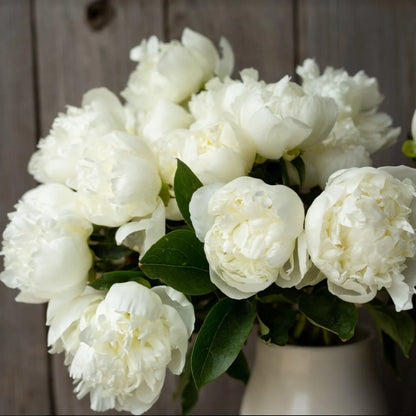 Peony - Duchesse de Nemours