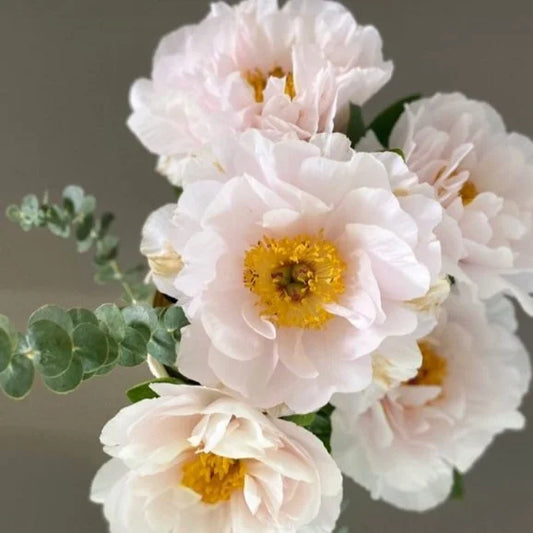 Peony - Blushing Princess