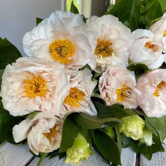 Peony - Blushing Princess