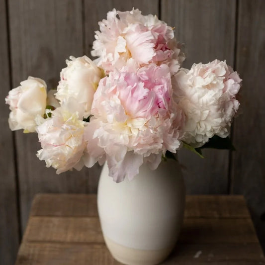 Peony - Angel Cheeks