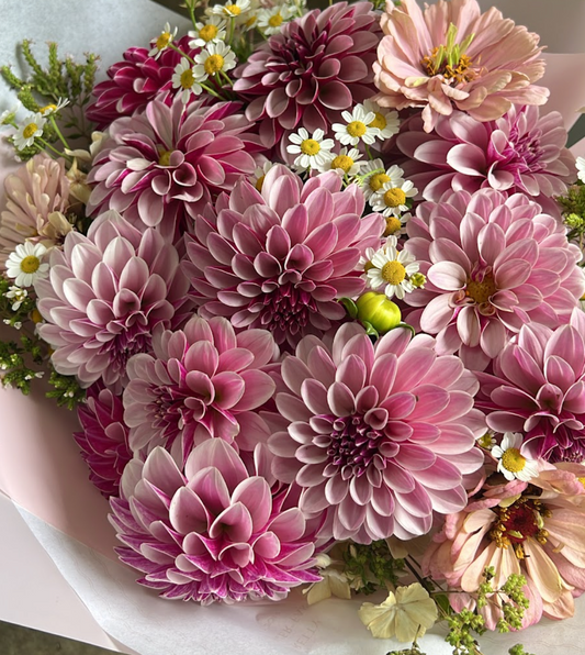 Salish Twilight Girl