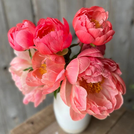 Peony Coral Sunset