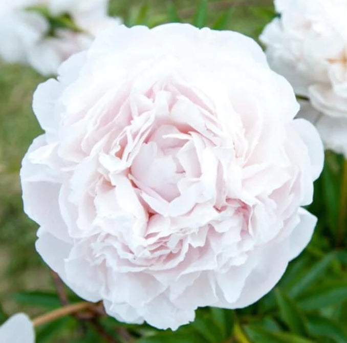 Peony - Mothers Choice