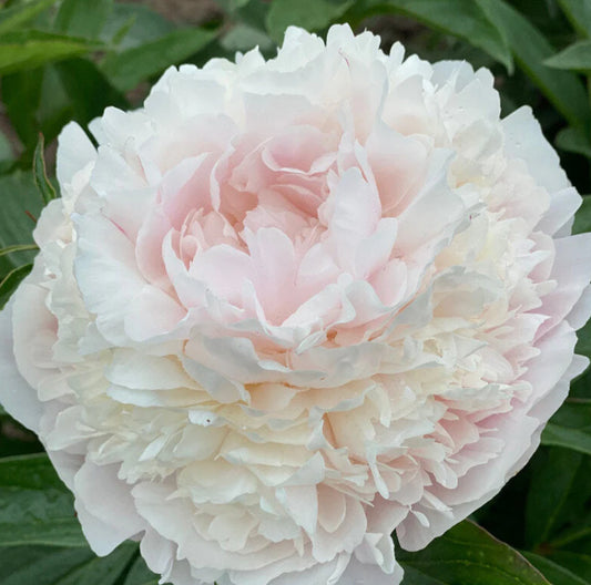 Peony - Florence Nicols (Nicholls)