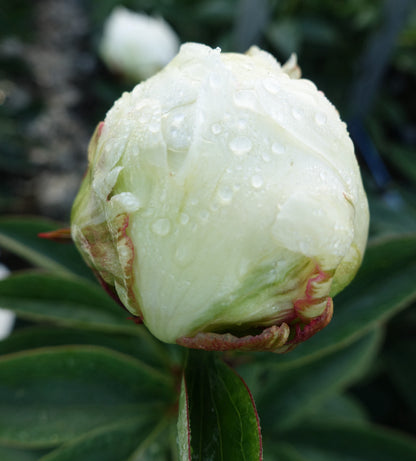 Peony - Ivory Victory