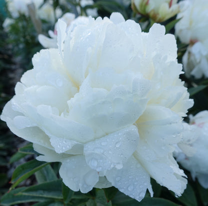 Peony - Ivory Victory