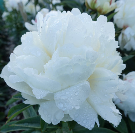 Peony - Ivory Victory