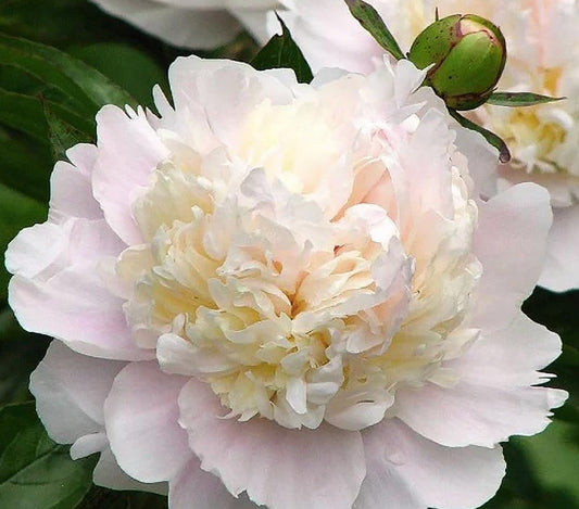 Peony - Shirley Temple