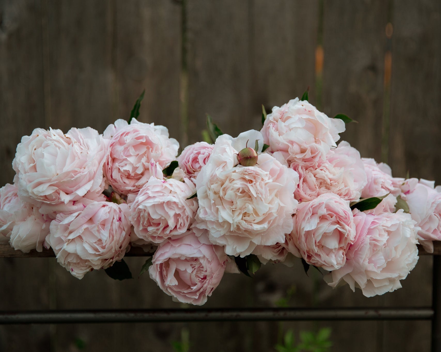 Bouquet of pink peonies on a wooden surface with a blurred wooden background