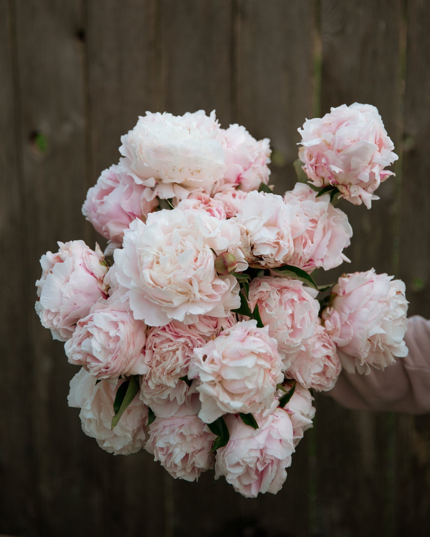 Bouquet of pink peonies held against a wooden fence background