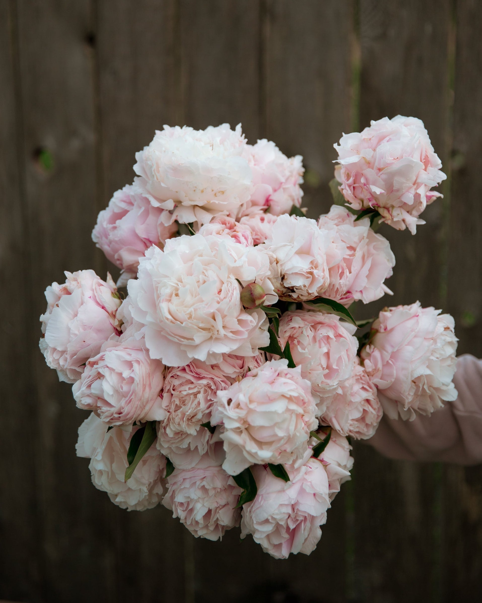 Bouquet of pink peonies held against a wooden fence background