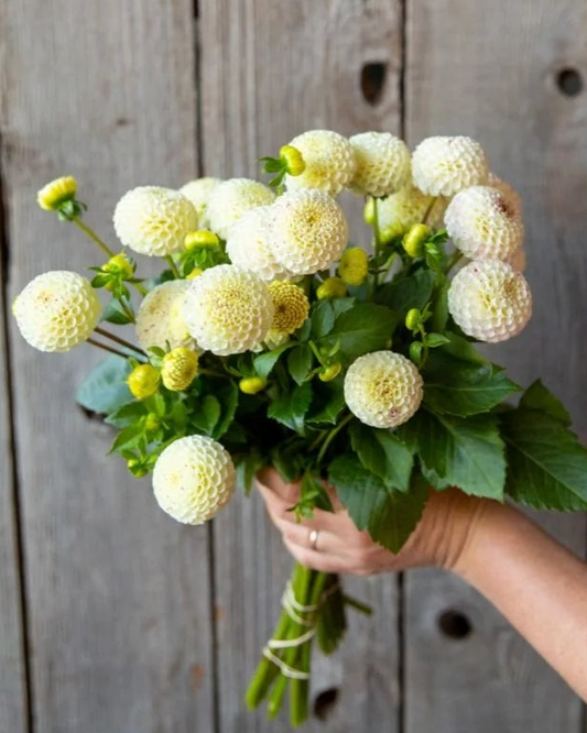 Bouquet of white and green flowers held by a person against a wooden background