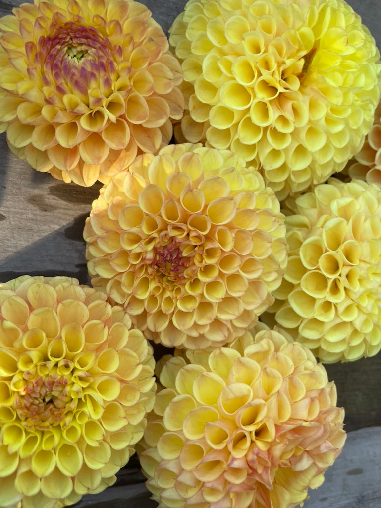 Pretty Flower Farm Suncrest Dahlia Tuber - Thumbnail 2