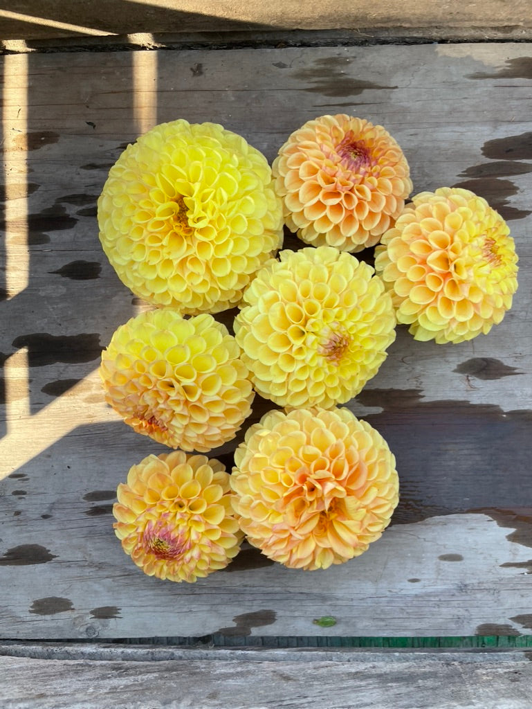 Pretty Flower Farm Suncrest Dahlia Tuber