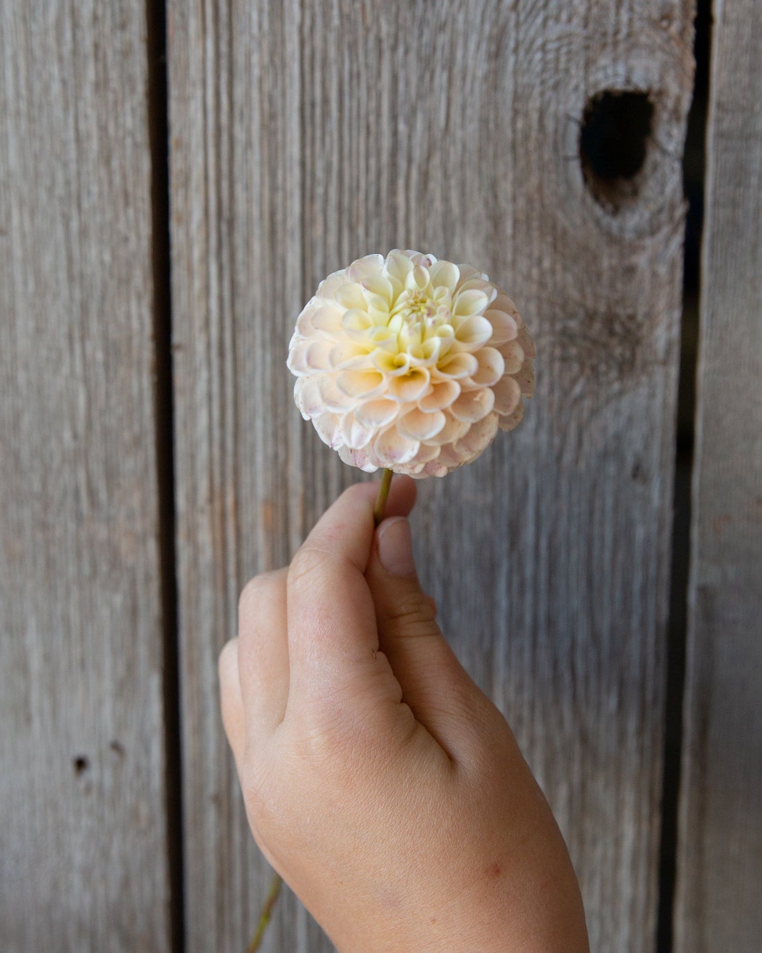 Hand holding a white flower against a wooden background