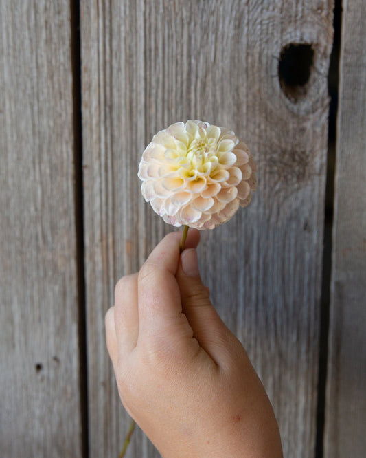 Hand holding a white flower against a wooden background