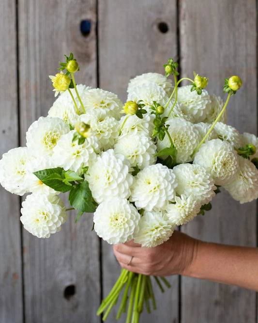 Bouquet of white flowers held against a wooden background