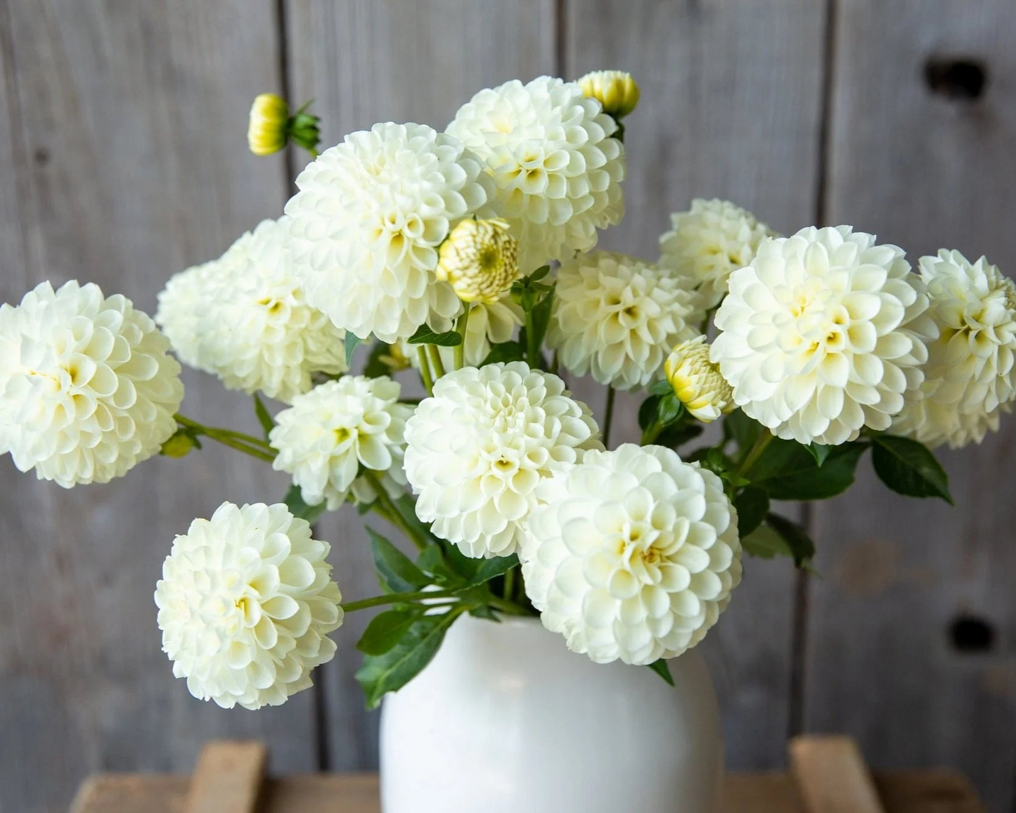White Nettie