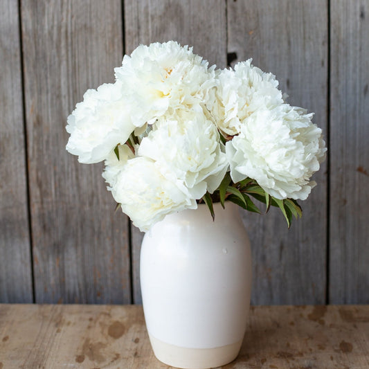Peony - White Sarah Bernhardt