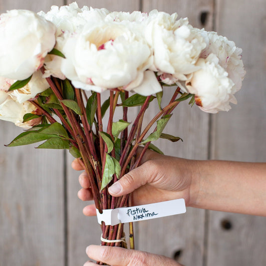 Peony - Festiva Maxima