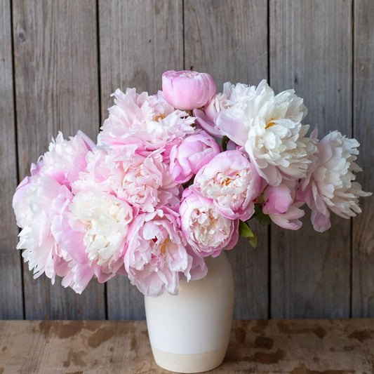 Peony - Lady Alexandra Duff