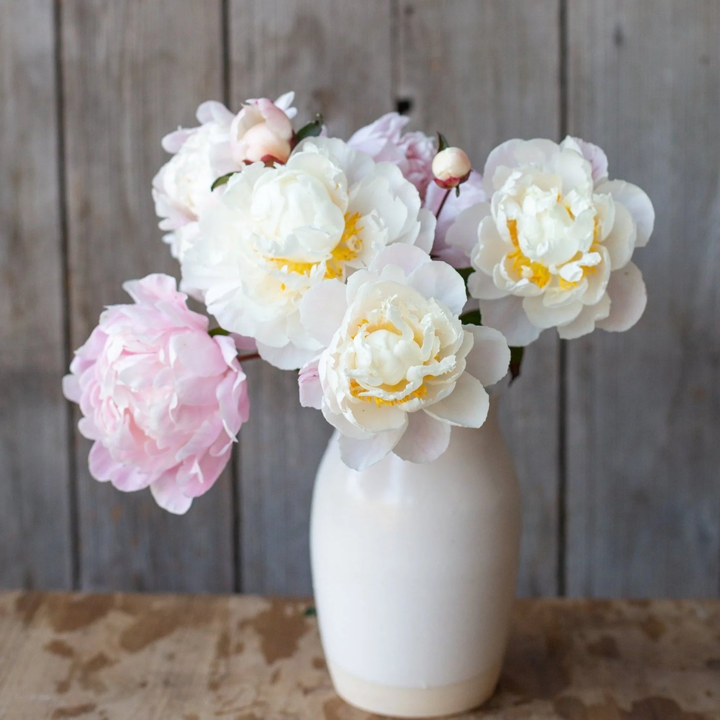 Peony - Gardenia