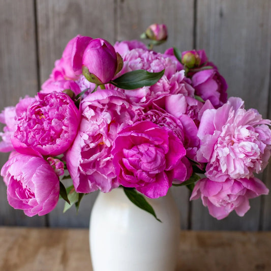 Peony - Dr. Alexander Fleming