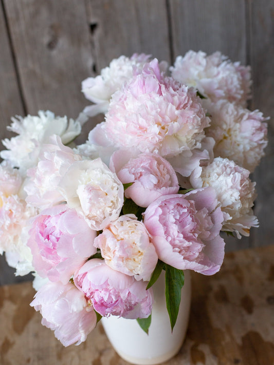 Peony - Chiffon Parfait